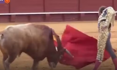 Video: Rùng mình cảnh bò tót húc rách chân đấu sĩ