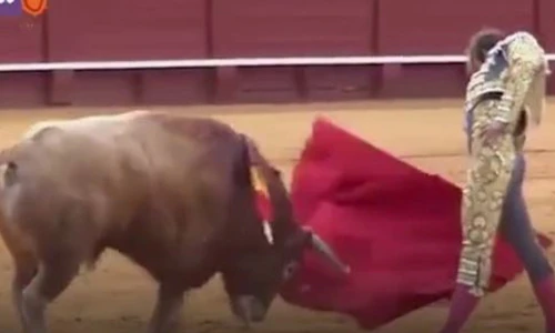 Video: Rùng mình cảnh bò tót húc rách chân đấu sĩ