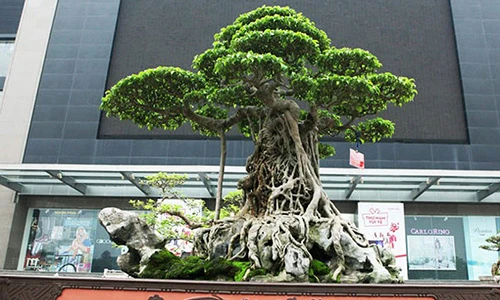 Ngắm siêu cây sanh “mâm xôi con gà” giá 6 triệu USD