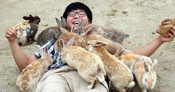Video: Hòn đảo thỏ nhiều hơn người ở Nhật Bản