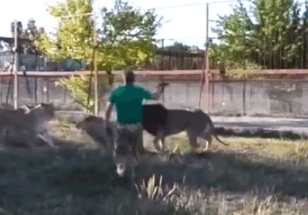 Video: Người đàn ông cầm dép lao vào "xử đẹp" bầy sư tử