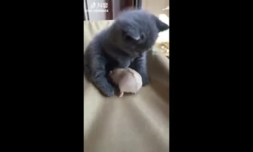 Video: Chuột gặp mèo và cái kết bất ngờ