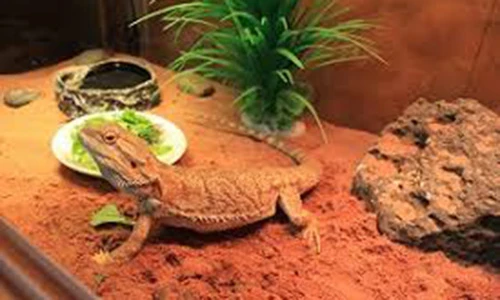 Video: Thú chơi rồng Úc giá bạc triệu của giới trẻ Hà thành