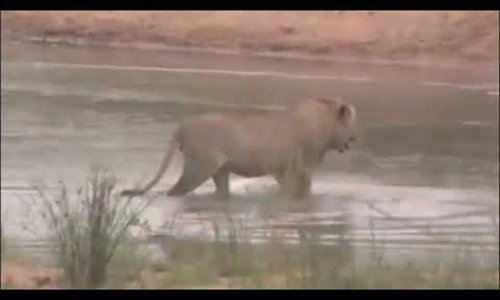 Video: Sư tử lội sông, bị "sát thủ vô hình" chồm lên tấn công