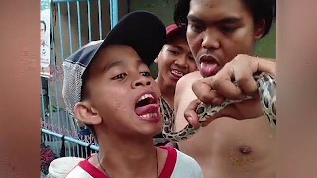 Video: Thè lưỡi 'trêu ngươi' trăn, thiếu niên nhận cái kết đau đớn