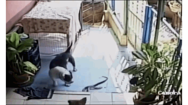 Video: Pitbull hung hăng tử chiến rắn hổ mang và cái kết bất ngờ