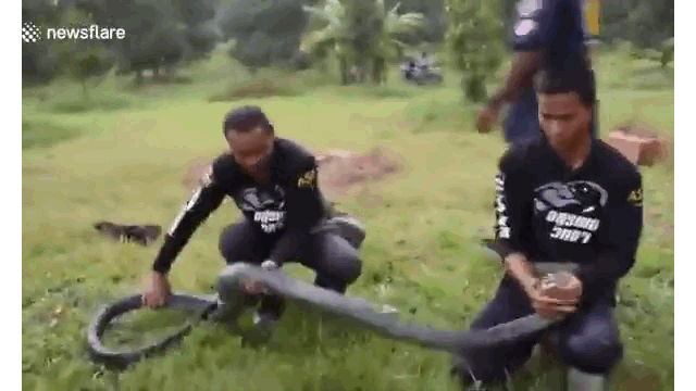 Video: Rắn hổ mang chúa dài 4 mét bị 9 con chó nhà cắn nát người