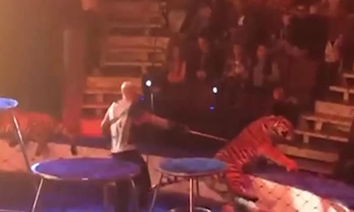 Video: Hổ bị lên cơn động kinh, "đóng băng" ngay khi diễn