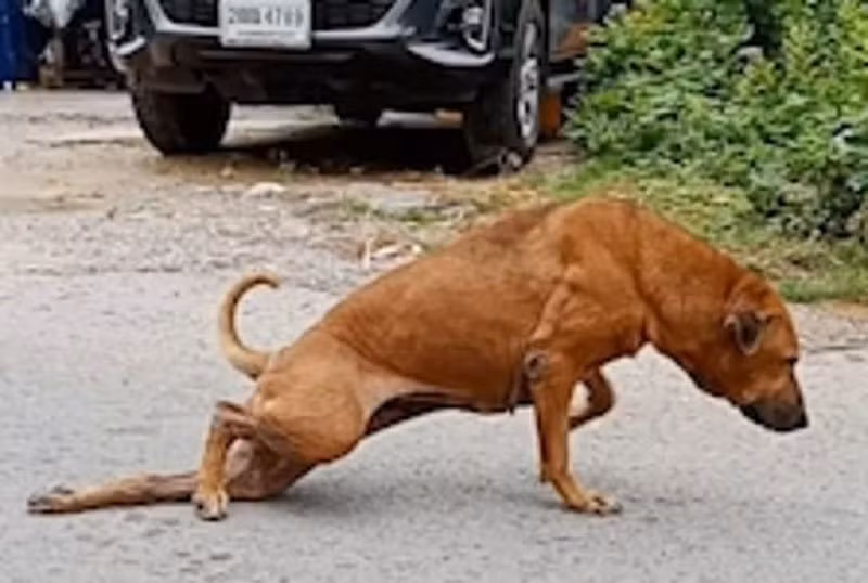 Video: Xem chú chó tinh nghịch giả què để xin ăn