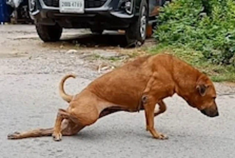 Video: Xem chú chó tinh nghịch giả què để xin ăn