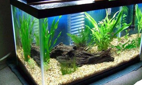 Video: Cách đặt bể cá chuẩn phong thủy cho 12 con giáp