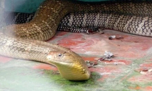 Video: Rắn dài thườn thượt nấp trong bồn cầu nhà dân ở Mỹ