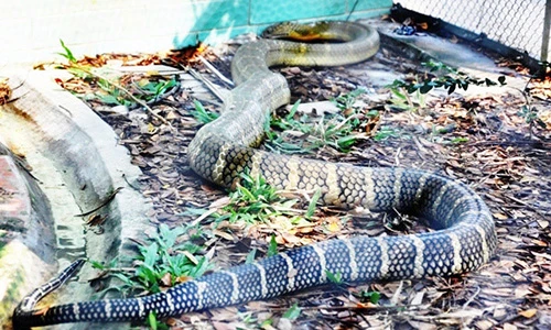 Video: Tay không bắt được rắn hổ vện nặng 4,5kg, dài hơn 3m ở Sài Gòn