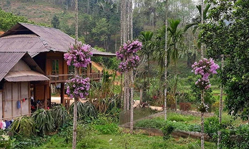 Cho lan "sống chung" với cây cau, ngắm hoa đẹp ngỡ ngàng