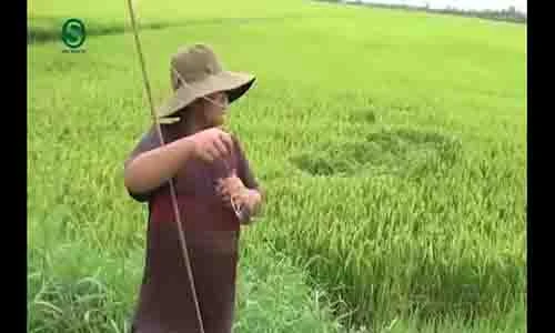 Video: Giật liên tục hàng chục con ếch ở ruộng lúa nhờ tuyệt chiêu này