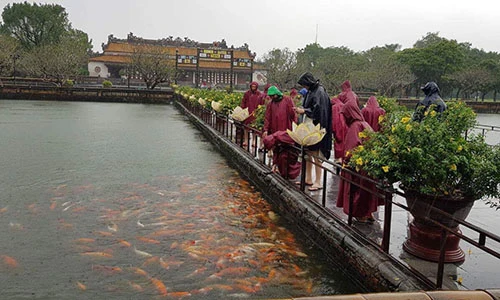 Video: Đàn cá ngàn con bơi trong nước lũ ở Đại nội Huế