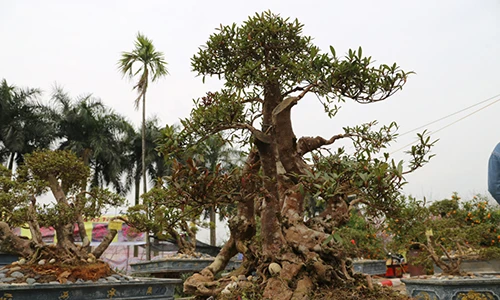 Cận cảnh cây đỗ quyên 400 năm tuổi có giá gần 1 tỷ đồng