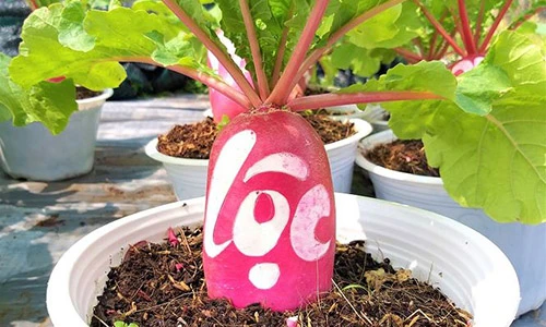 Củ cải 'hồng phát' độc đáo chưng Tết ở Bến Tre