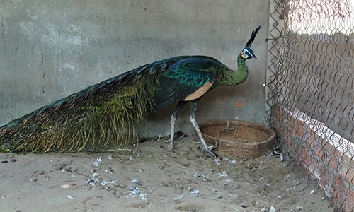 Trại chim quý giá 100 triệu đồng/cặp khách xếp hàng chờ mua