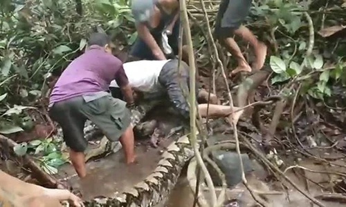 Video: 6 người đàn ông vật lộn bắt giữ trăn khổng lồ ở Indonesia
