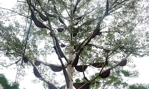 Chiêm ngưỡng cây gạo có hơn 60 tổ ong ở Nghệ An