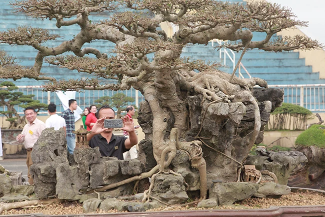 Dành 10 năm biến cây sanh "xấu xí" thành tác phẩm nghìn đô