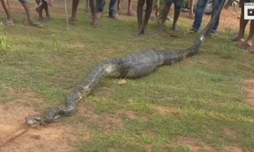 Trăn khổng lồ nuốt chửng dê bị người dân bắt trói