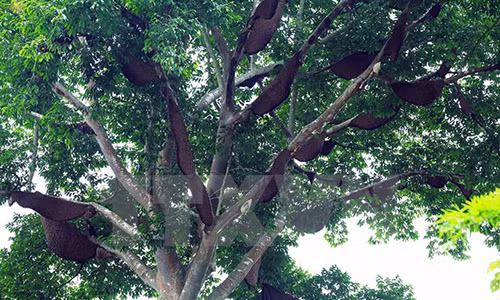 Không tin vào mắt mình với “cây tổ ong” khổng lồ ở Điện Biên