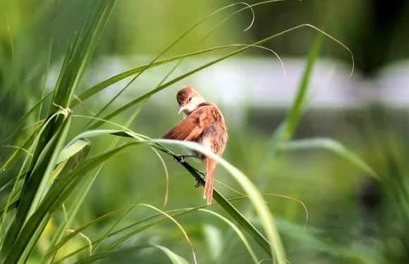 4 con giáp khởi đầu tháng 9 tốt đẹp, tiền vàng ào đến cửa