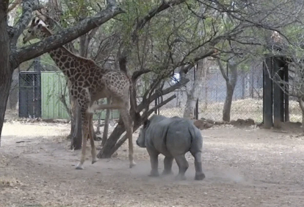Video: Tê giác con cà khịa hươu cao cổ và cái kết đắng