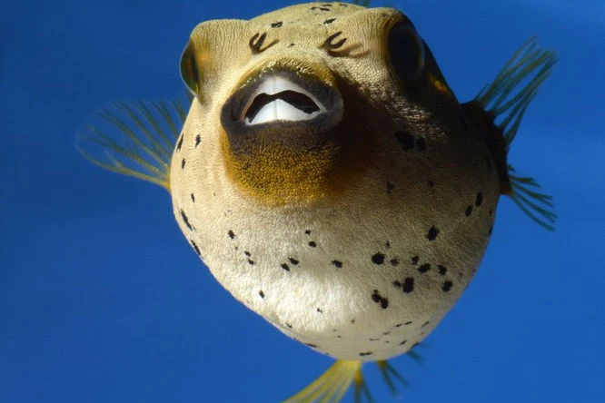 15 khám phá thú vị ít ai biết về thế giới động vật