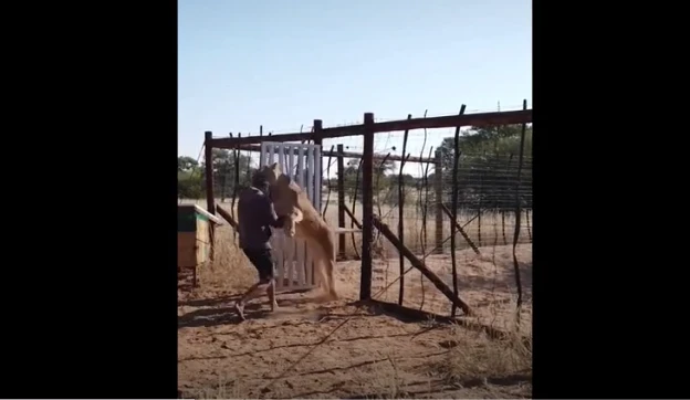 Video: Người đàn ông bị sư tử vồ ngã và diễn biến cảm động phía sau