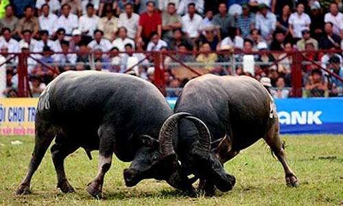 Video: Kinh hãi cảnh người bị kẹp giữa 2 trâu đang húc nhau