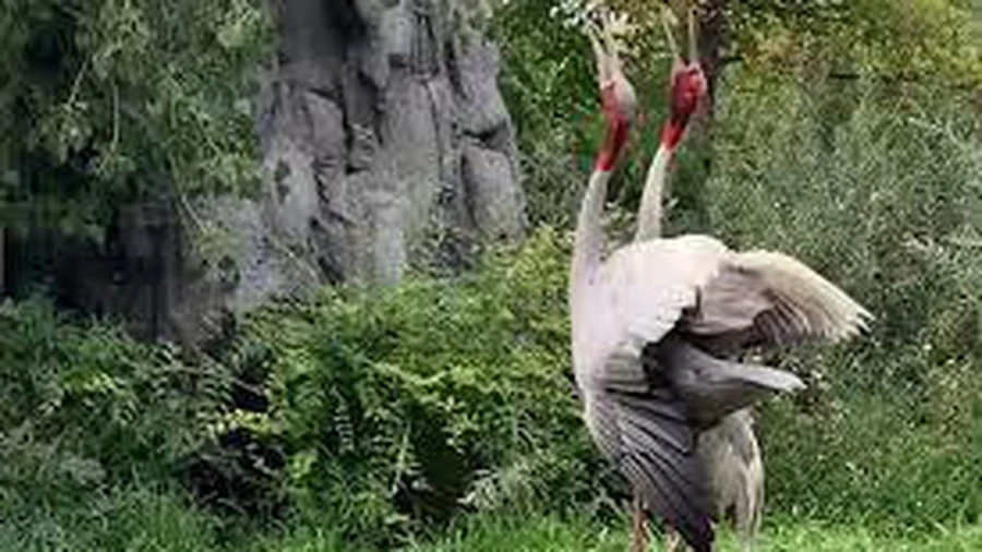 Video: Xúc động cảnh sếu bố mẹ mừng rỡ kêu to khi lần đầu trông thấy con