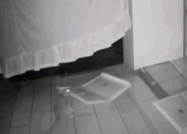 Video: Chuột "thành tinh" tự dọn dẹp bẫy