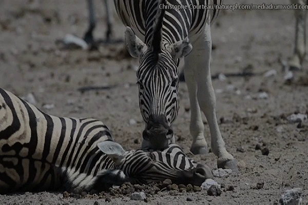 Video: ngựa vằn đực cố gắng lôi bạn tình dậy từ "cõi chết"