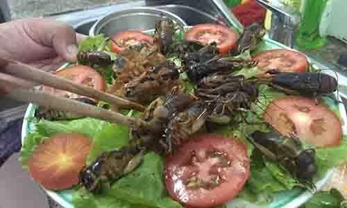 Hành trình “săn” loại dế sống dưới lòng đất