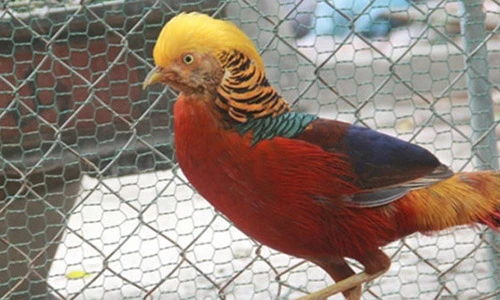 Những giống chim khiến đại gia Việt không ngại chi tiền
