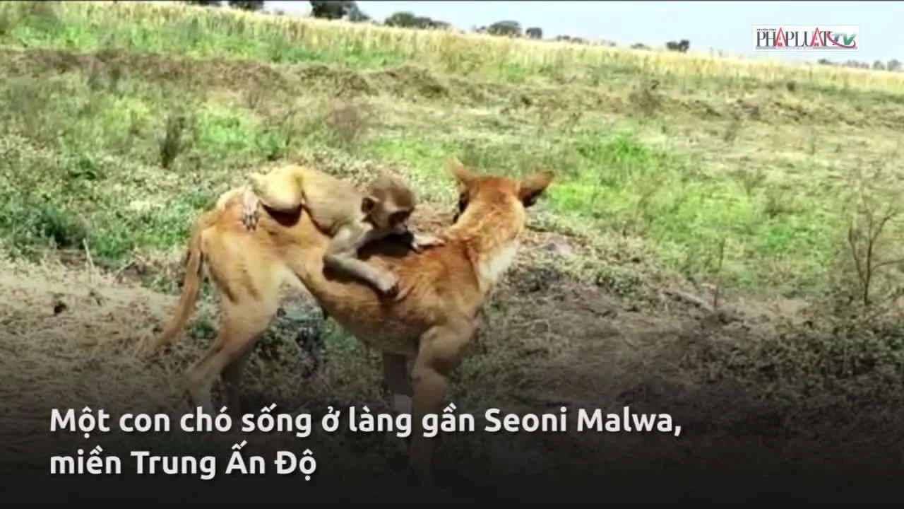 Video: Chó nhận khỉ làm con nuôi, cho bú, dắt đi chơi