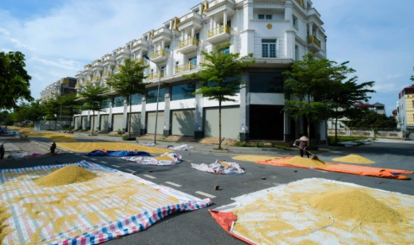 Nông dân phơi thóc vàng ươm trên con đường shophouse tiền tỷ