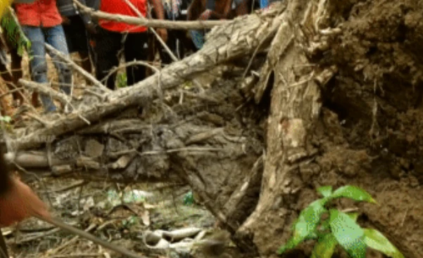 Video: Dân làng phát hiện điều đáng sợ bên trong gốc cây đổ