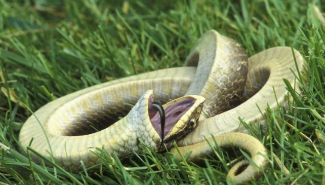 Video: Bật cười trước khoảnh khắc loài rắn giả chết để trốn tránh nguy hiểm