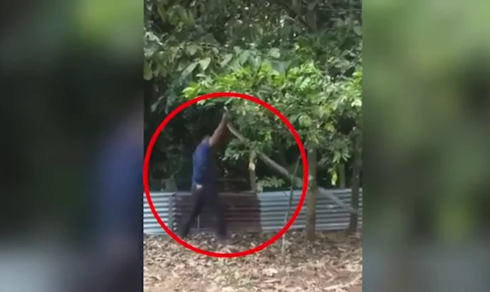 Video: Người đàn ông dùng 1 tay tóm gọn rắn hổ mang chúa