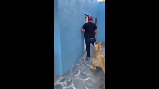 Video: Người đàn ông khóc thét khi nhìn thấy thú cưng của bạn