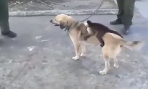 Video: Cặp mẹ chó - con khỉ hiếm thấy trên thế giới