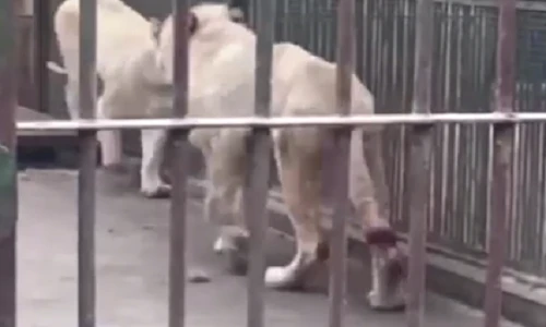 Video: Sư tử tự cắn đứt đuôi để thoát khỏi hố nước đóng băng