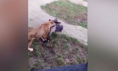 Video: Sà xuống chuồng sư tử, kền kền bị xé xác chết thảm