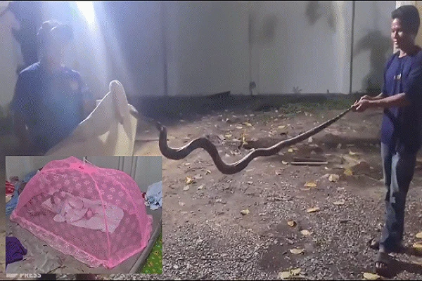 Video: Bé trai suýt trở thành mồi ngon của trăn khủng