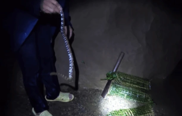 Video: Nhóm đi rừng liên tục bắt được rắn cực lạ có đầu tam giác