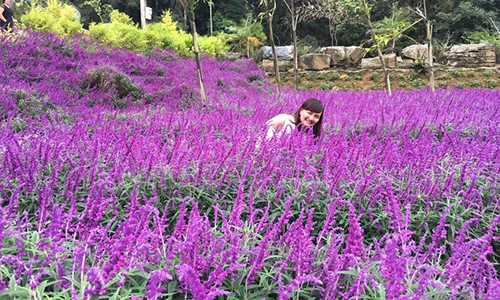 Ngẩn ngơ sắc tím oải hương tại thung lũng hoa ở cao nguyên Lào Cai